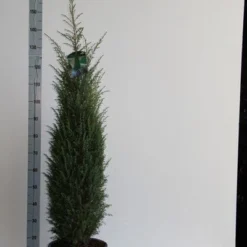 Jeneverbes (Juniperus Communis 'Hibernica') -Tuin Glimmer Verkoop juniperus comm. hibernica 100 125 cm co. 12l v kopie