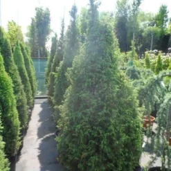 Jeneverbes (Juniperus Communis 'Hibernica') -Tuin Glimmer Verkoop juniperus communis hibernica 175 200