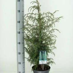 Jeneverbes (Juniperus Communis 'Suecica') -Tuin Glimmer Verkoop juniperus communis suecica c3 m