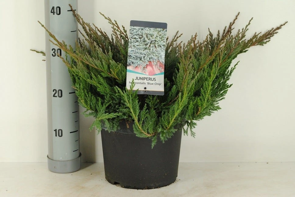Jeneverbes (Juniperus Horizontalis 'Blue Chip') 3 Jeneverbes (Juniperus Horizontalis 'Blue Chip')