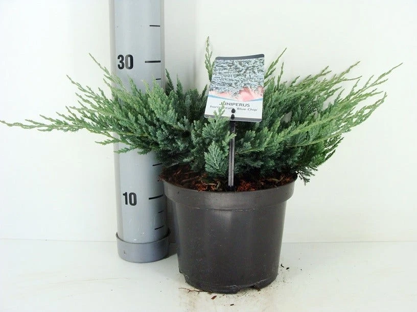 Jeneverbes (Juniperus Horizontalis 'Blue Chip') 4 Jeneverbes (Juniperus Horizontalis 'Blue Chip') - Afbeelding 2