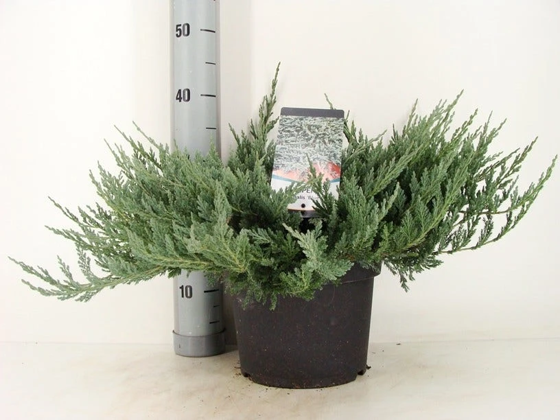 Jeneverbes (Juniperus Horizontalis 'Blue Chip') 5 Jeneverbes (Juniperus Horizontalis 'Blue Chip') - Afbeelding 3