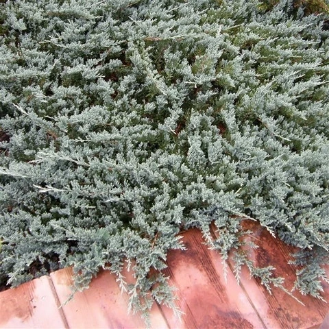 Jeneverbes (Juniperus Horizontalis 'Blue Chip') 7 Jeneverbes (Juniperus Horizontalis 'Blue Chip') - Afbeelding 5