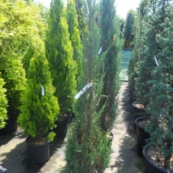 Jeneverbes (Juniperus Scopulorum 'Skyrocket') -Tuin Glimmer Verkoop juniperus scopulorum skyrocket 125 150