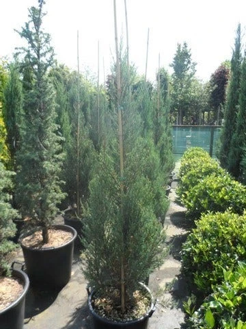 Jeneverbes (Juniperus Scopulorum 'Skyrocket') 8 Jeneverbes (Juniperus Scopulorum 'Skyrocket') - Afbeelding 6