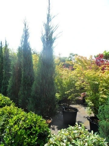 Jeneverbes (Juniperus Scopulorum 'Skyrocket') 9 Jeneverbes (Juniperus Scopulorum 'Skyrocket') - Afbeelding 7