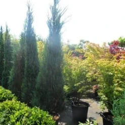 Jeneverbes (Juniperus Scopulorum 'Skyrocket') -Tuin Glimmer Verkoop juniperus scopulorum skyrocket 250 300