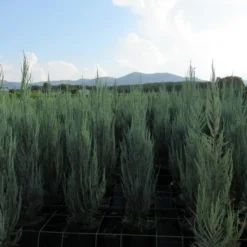 Jeneverbes (Juniperus Scopulorum 'Skyrocket') -Tuin Glimmer Verkoop juniperus skyrocket