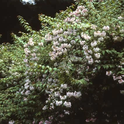 Kolkwitzia (Kolkwitzia Amabilis 'Pink Cloud') 5 Kolkwitzia (Kolkwitzia Amabilis 'Pink Cloud') - Afbeelding 3