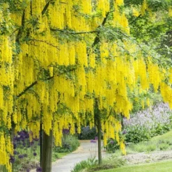 Gouden Regen, Struik (Laburnum Watereri 'Vossii') -Tuin Glimmer Verkoop laburnum x watereri vossii01 1