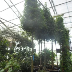 Echte Laurier Als Piramide (Laurus Nobilis) -Tuin Glimmer Verkoop laurus nobilis 16 18 20ho c350 pyramide