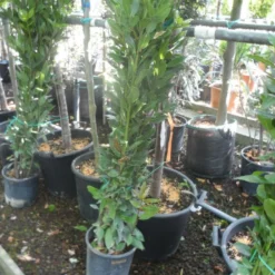 Echte Laurier Als Piramide (Laurus Nobilis) -Tuin Glimmer Verkoop laurus nobilis 80 100 c5