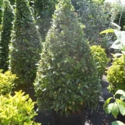 Echte Laurier Als Piramide (Laurus Nobilis) -Tuin Glimmer Verkoop laurus nobilis kegel 150 175