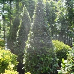 Echte Laurier Als Piramide (Laurus Nobilis) -Tuin Glimmer Verkoop laurus nobilis kegel 175 200