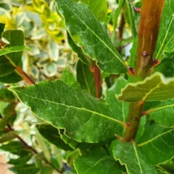 Echte Laurier (Laurus Nobilis) -Tuin Glimmer Verkoop laurusnobilis laurier01