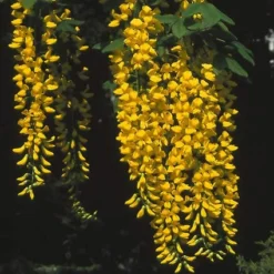 Gouden Regen, Struik (Laburnum Watereri 'Vossii') -Tuin Glimmer Verkoop lawvossi 4