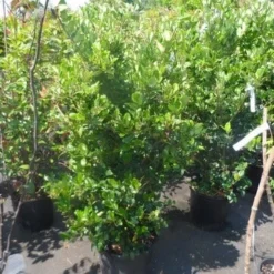 Liguster (Ligustrum Japonicum 'Texanum') 13 Liguster (Ligustrum Japonicum 'Texanum') -Tuin Glimmer Verkoop ligustrum japonicum texanum 125 150 175 c35