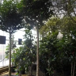 Liguster Op Stam (Ligustrum Japonicum 'Texanum') -Tuin Glimmer Verkoop ligustrum japonicum texanum 20 25ho c130