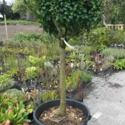 Liguster Op Stam (Ligustrum Japonicum 'Texanum') -Tuin Glimmer Verkoop ligustrum texanum extra groot