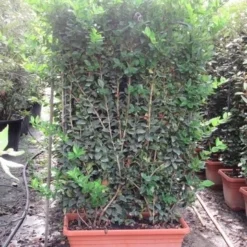 Liguster Als Leivorm (Ligustrum Japonicum 'Texanum') -Tuin Glimmer Verkoop ligustrum texanum leivorm 80x120