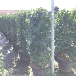 Amberboom Als Leivorm (Liquidambar Styraciflua) -Tuin Glimmer Verkoop liquidambar lage leivorm c45 1