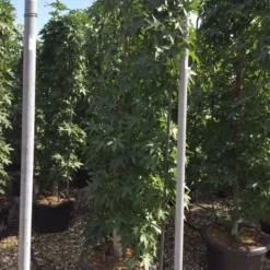Amberboom Als Leivorm (Liquidambar Styraciflua) -Tuin Glimmer Verkoop liquidambar lage leivorm c60 1