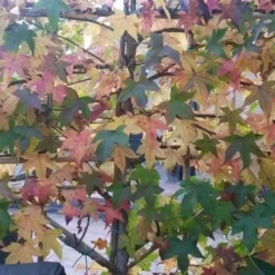 Amberboom Als Leivorm (Liquidambar Styraciflua) -Tuin Glimmer Verkoop liquidambar leiboom 1 1