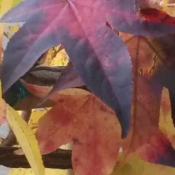 Amberboom Als Leivorm (Liquidambar Styraciflua) -Tuin Glimmer Verkoop liquidambar leiboom 2 2