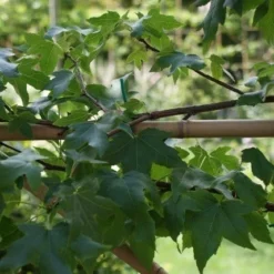 Amberboom Als Leivorm (Liquidambar Styraciflua) -Tuin Glimmer Verkoop liquidambar styraciflua 3 1