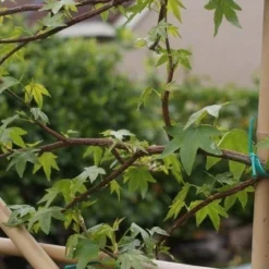 Amberboom Als Leivorm (Liquidambar Styraciflua) -Tuin Glimmer Verkoop liquidambar styraciflua 5 1