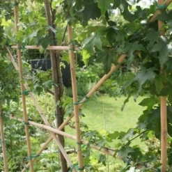 Amberboom Als Leivorm (Liquidambar Styraciflua) -Tuin Glimmer Verkoop liquidambar styraciflua 6 1