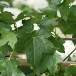 Amberboom Als Leivorm (Liquidambar Styraciflua) -Tuin Glimmer Verkoop liquidambar styraciflua 7 2