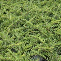 Struikkamperfoelie (Lonicera Pileata) 7 Struikkamperfoelie (Lonicera Pileata) -Tuin Glimmer Verkoop lonicera pileata 1 1