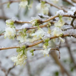 Struikkamperfoelie (Lonicera Purpusii 'Winter Beauty')