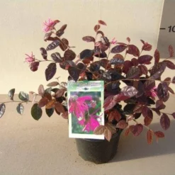 Loropetalum (Loropetalum 'Fire Dance') -Tuin Glimmer Verkoop loropetalum chin. fire dance p15 2