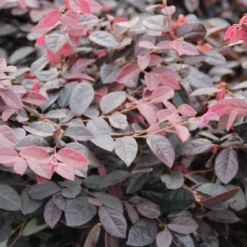 Tuin Glimmer Verkoop -Tuin Glimmer Verkoop loropetalum chinense fire dance 1