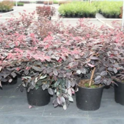 Loropetalum (Loropetalum 'Fire Dance') -Tuin Glimmer Verkoop loropetalum chinense fire dance 2