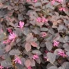 Loropetalum (Loropetalum 'Fire Dance') -Tuin Glimmer Verkoop loropetalum fire dance 1
