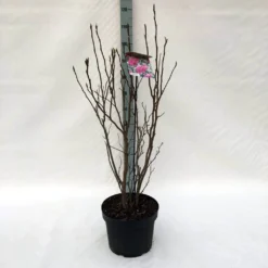 Beverboom, Struik (Magnolia Susan) 23 Beverboom, Struik (Magnolia Susan) -Tuin Glimmer Verkoop m. susan c10