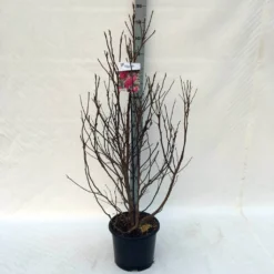 Beverboom, Struik (Magnolia Susan) 24 Beverboom, Struik (Magnolia Susan) -Tuin Glimmer Verkoop ma. susan c15 125 150 cm