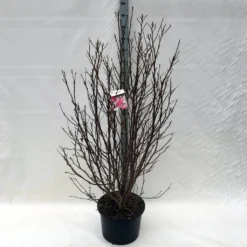 Beverboom, Struik (Magnolia Susan) 25 Beverboom, Struik (Magnolia Susan) -Tuin Glimmer Verkoop ma. susan c15 150 cm