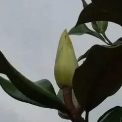 Magnolia (Magnolia Grandiflora 'Gallissoniere') 18 Magnolia (Magnolia Grandiflora 'Gallissoniere') -Tuin Glimmer Verkoop magnolia grandiflora 2