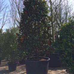 Magnolia (Magnolia Grandiflora 'Gallissoniere') 27 Magnolia (Magnolia Grandiflora 'Gallissoniere') -Tuin Glimmer Verkoop magnolia grandiflora 350 400 extra breed