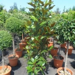 Magnolia (Magnolia Grandiflora 'Gallissoniere') 22 Magnolia (Magnolia Grandiflora 'Gallissoniere') -Tuin Glimmer Verkoop magnolia grandiflora gallisoniere 125 150 175 cont. 1