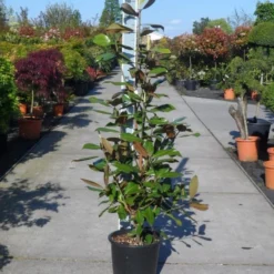 Magnolia (Magnolia Grandiflora 'Gallissoniere') 23 Magnolia (Magnolia Grandiflora 'Gallissoniere') -Tuin Glimmer Verkoop magnolia grandiflora gallisoniere 125 150 c25