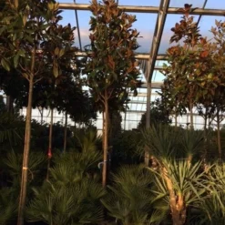 Beverboom (Magnolia Grandiflora 'Gallissoniere') -Tuin Glimmer Verkoop magnolia grandiflora gallisoniere 16 18ho cont