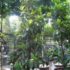 Magnolia (Magnolia Grandiflora 'Gallissoniere') 25 Magnolia (Magnolia Grandiflora 'Gallissoniere') -Tuin Glimmer Verkoop magnolia grandiflora gallisoniere 250 300 c150
