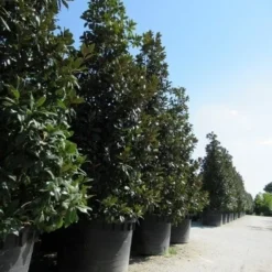 Magnolia (Magnolia Grandiflora 'Gallissoniere') 29 Magnolia (Magnolia Grandiflora 'Gallissoniere') -Tuin Glimmer Verkoop magnolia grandiflora gallisoniere 2