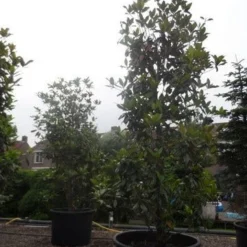 Magnolia (Magnolia Grandiflora 'Gallissoniere') 26 Magnolia (Magnolia Grandiflora 'Gallissoniere') -Tuin Glimmer Verkoop magnolia grandiflora gallisoniere 350 400 450 c1000