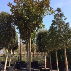 Beverboom (Magnolia Grandiflora 'Gallissoniere') -Tuin Glimmer Verkoop magnolia grandiflora hoogstam solitair